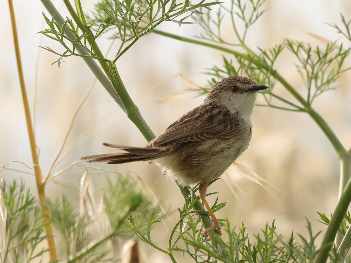 Prinia Delicada - ML619435230