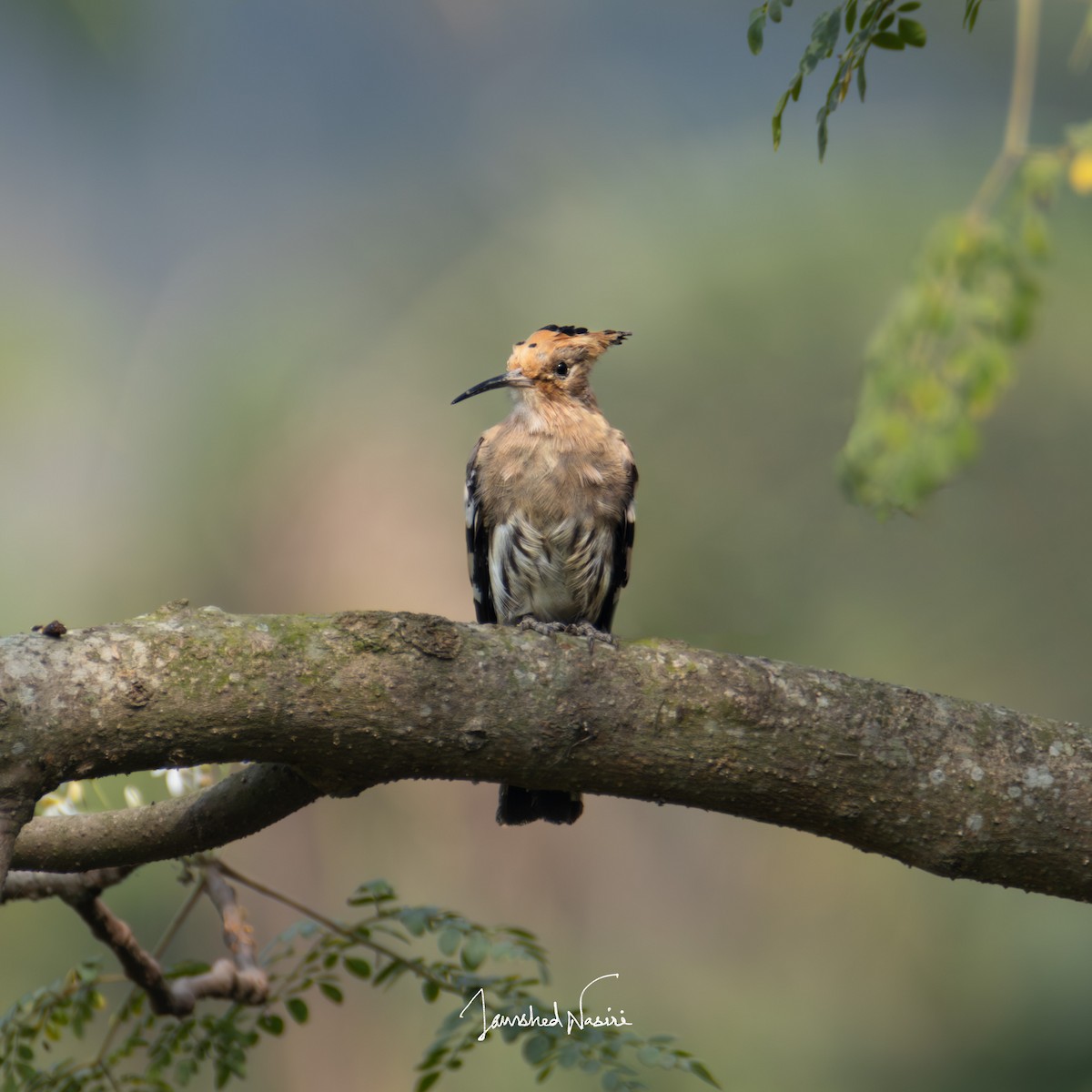 Eurasian Hoopoe - Jamshed Nasiri