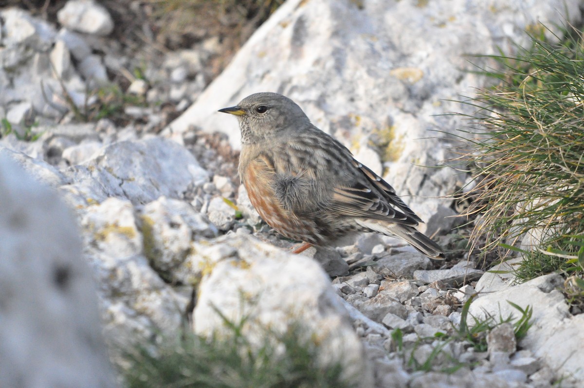 Alpine Accentor - Samuel Hilaire