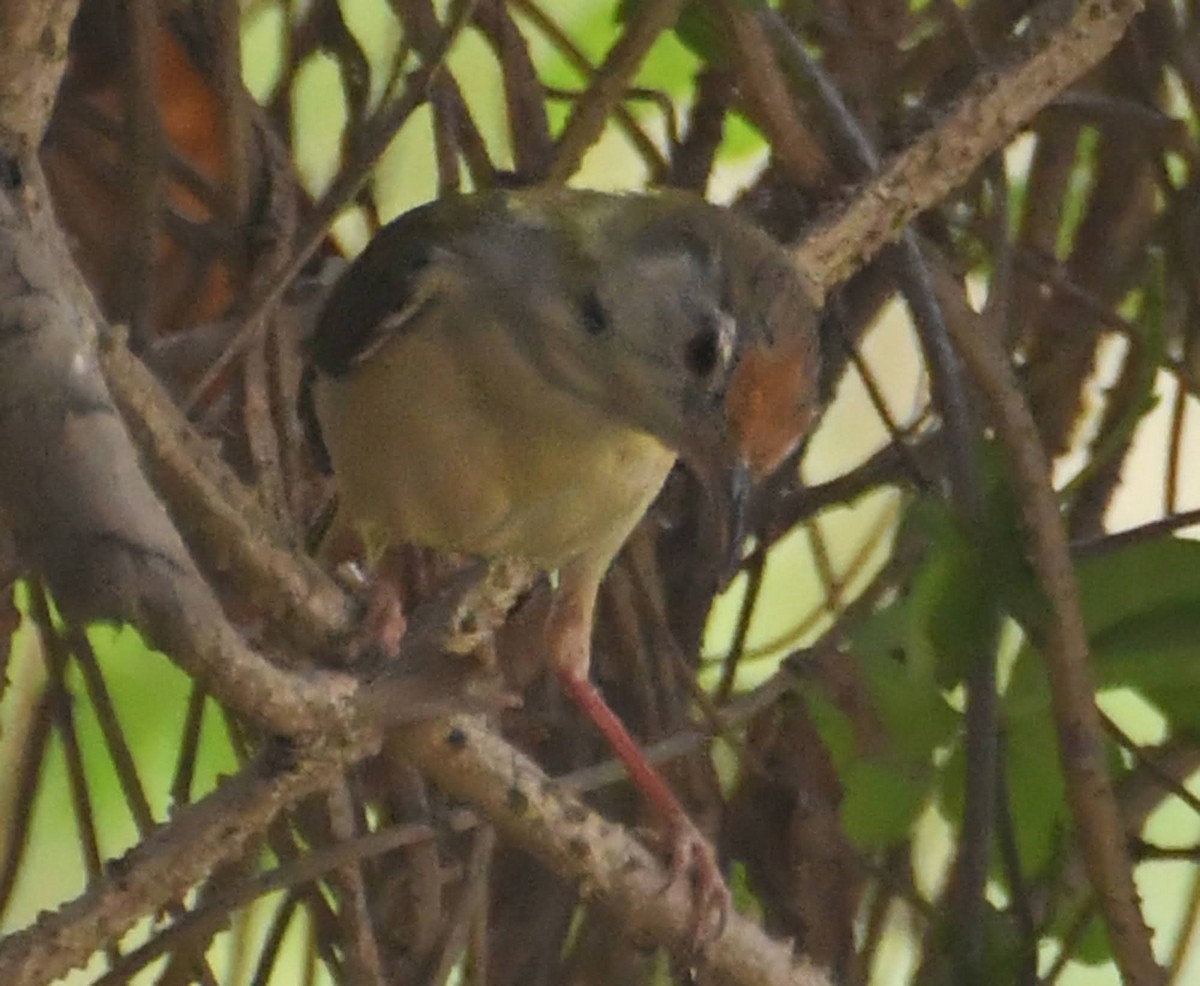 Common Tailorbird - chandana roy