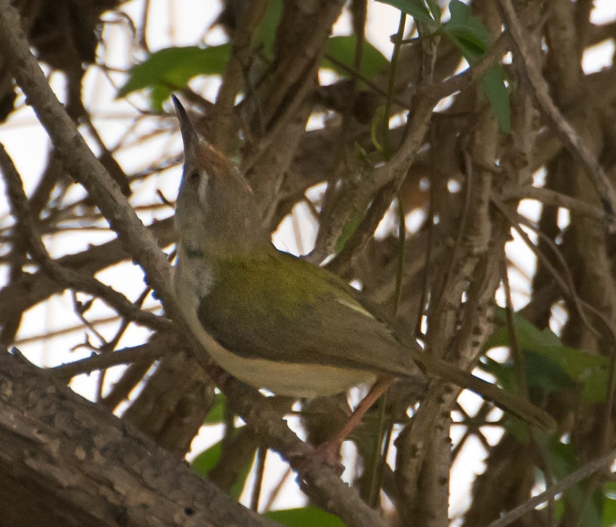 Common Tailorbird - chandana roy