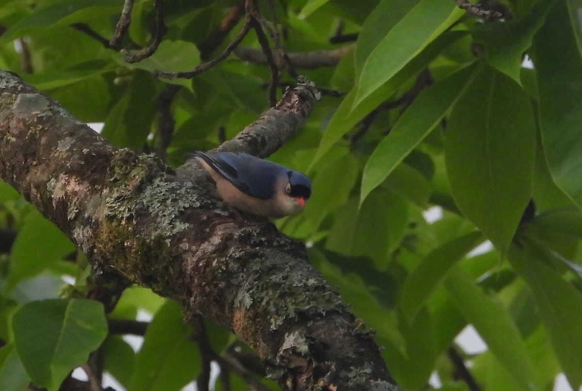 Velvet-fronted Nuthatch - Jageshwer verma