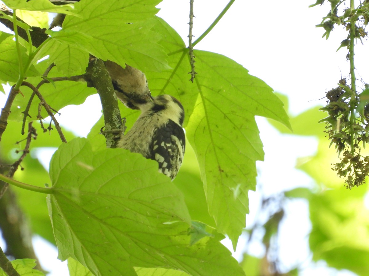 Lesser Spotted Woodpecker - ML619435251