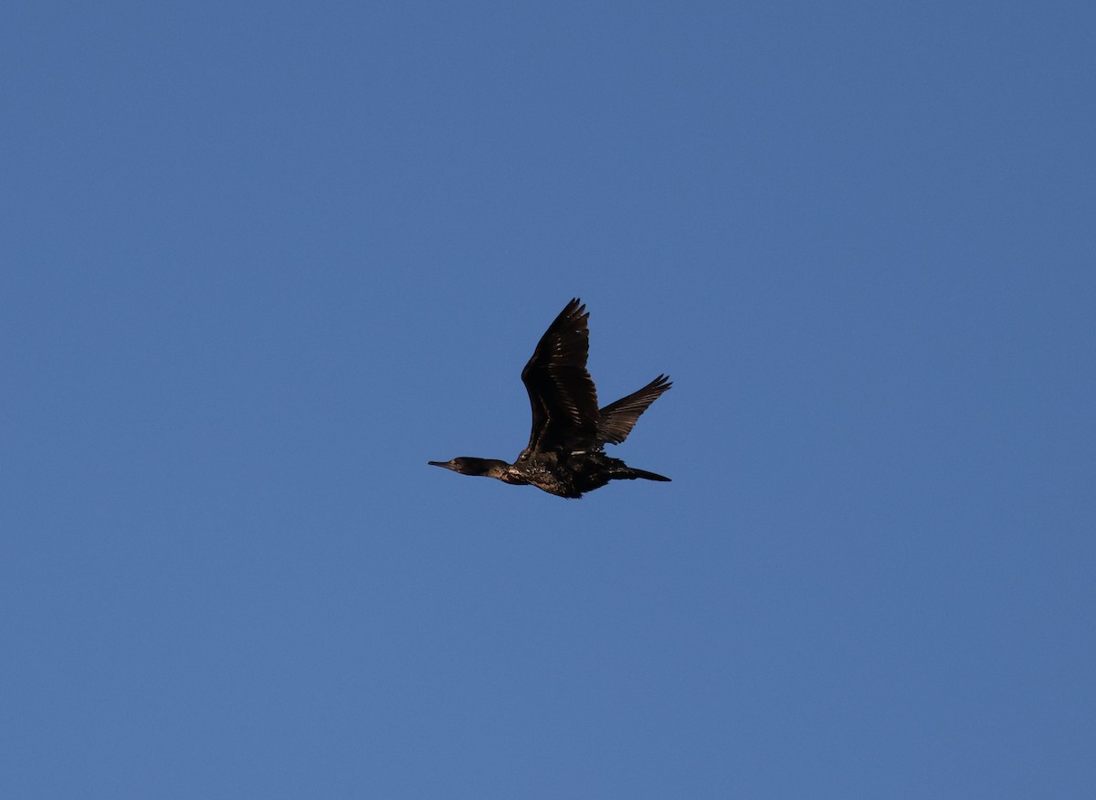 Little Black Cormorant - Luke sbeghen