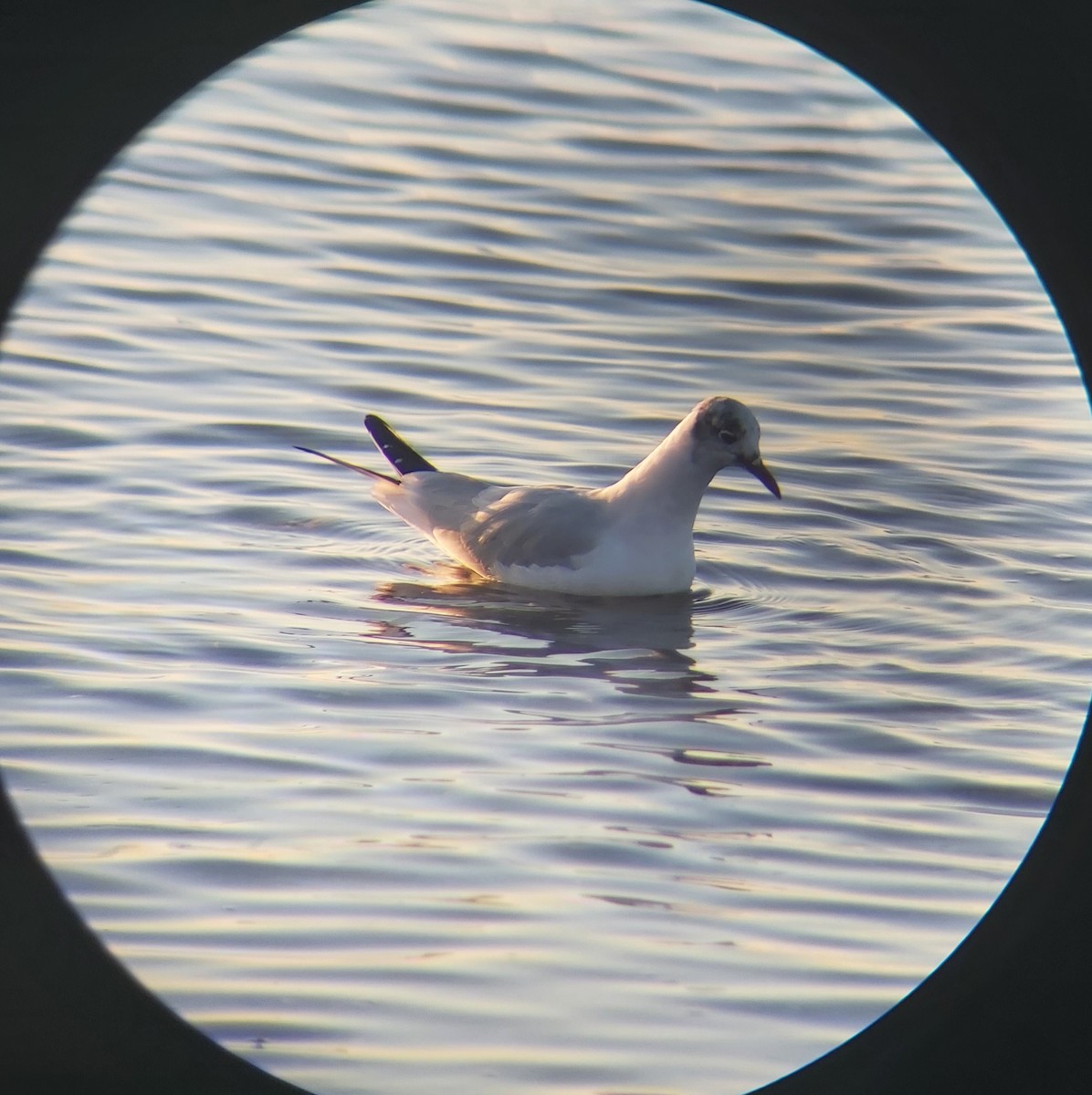 Black-headed Gull - Nina Oestereich