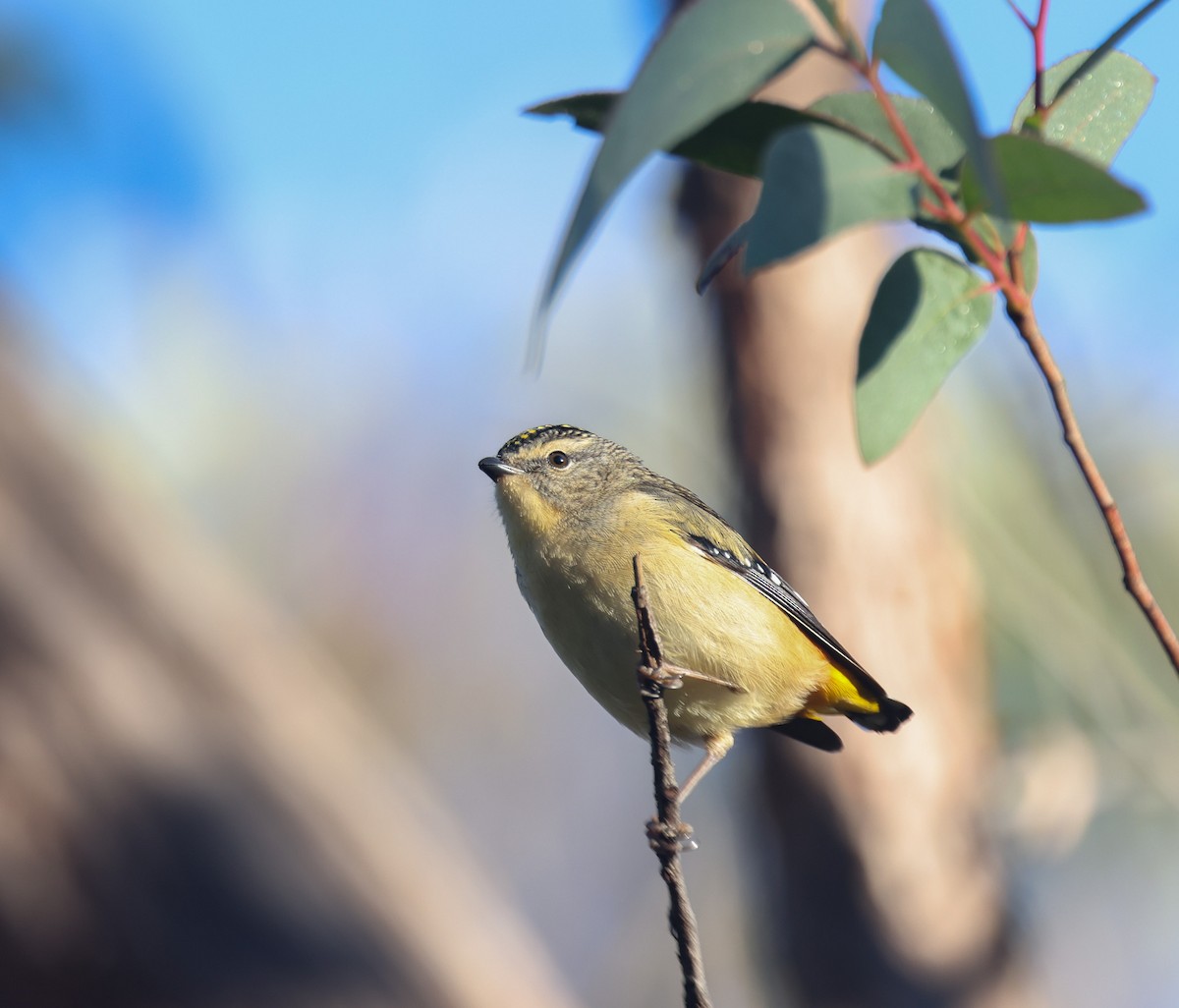 Spotted Pardalote - Luke sbeghen