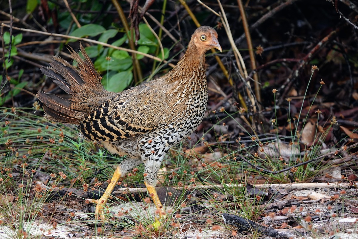 Sri Lanka Junglefowl - ML619435265