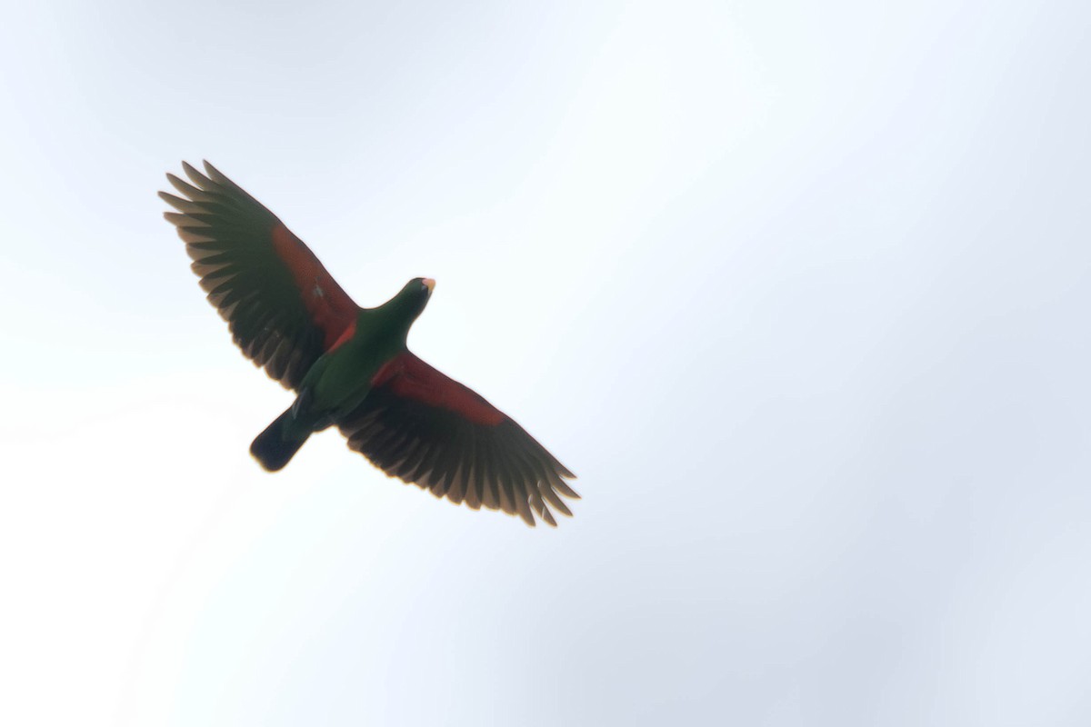 Papua Eklektus Papağanı - ML619435270