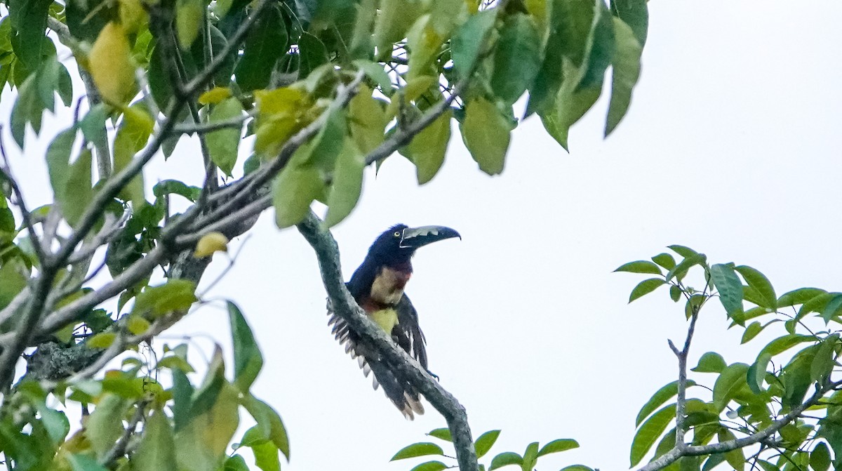 Collared Aracari - Laura Voight