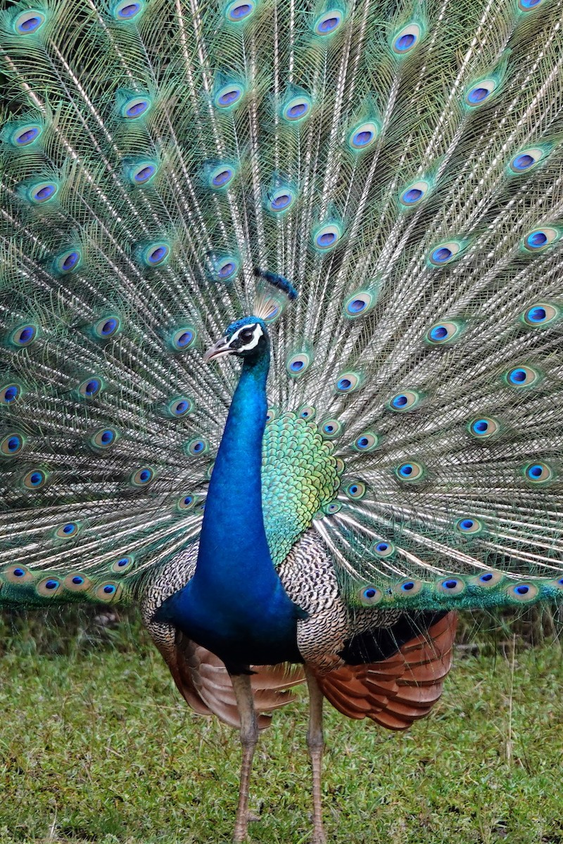 Indian Peafowl - ML619435280