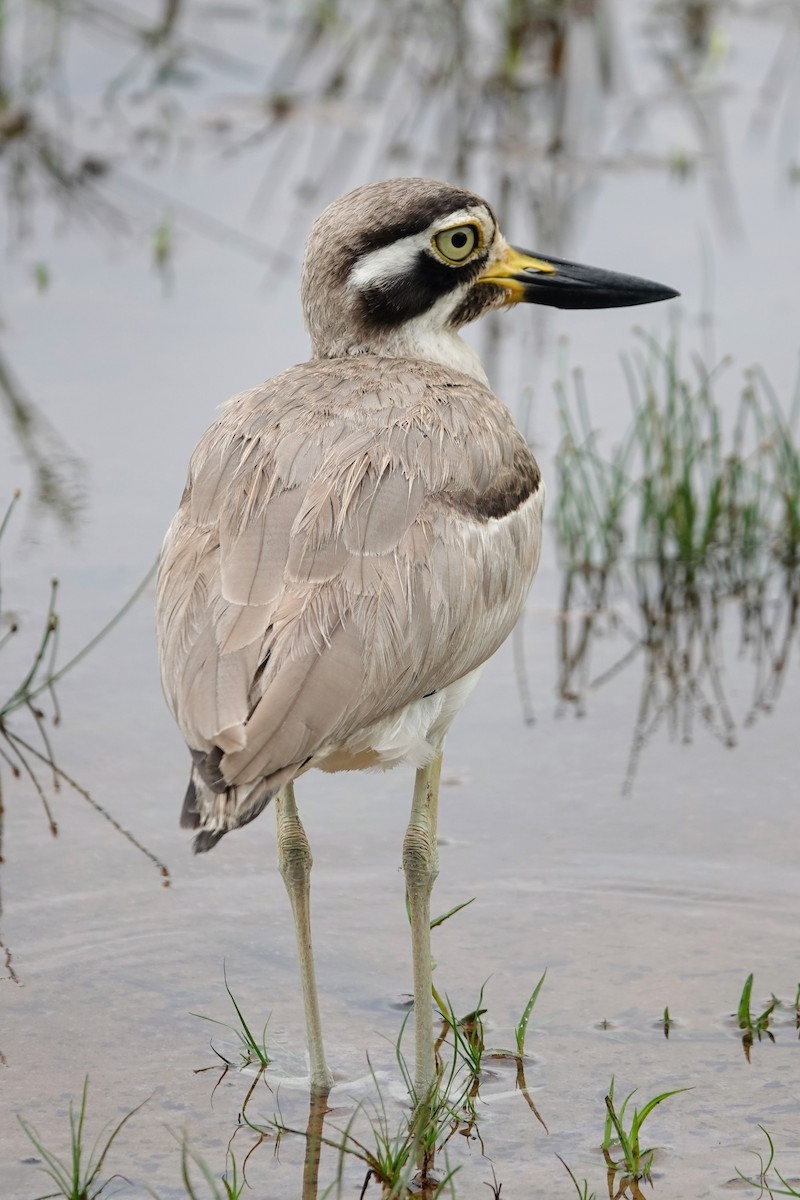 Great Thick-knee - Brecht Caers