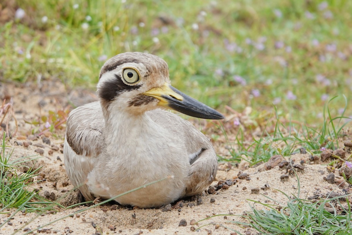 Great Thick-knee - Brecht Caers