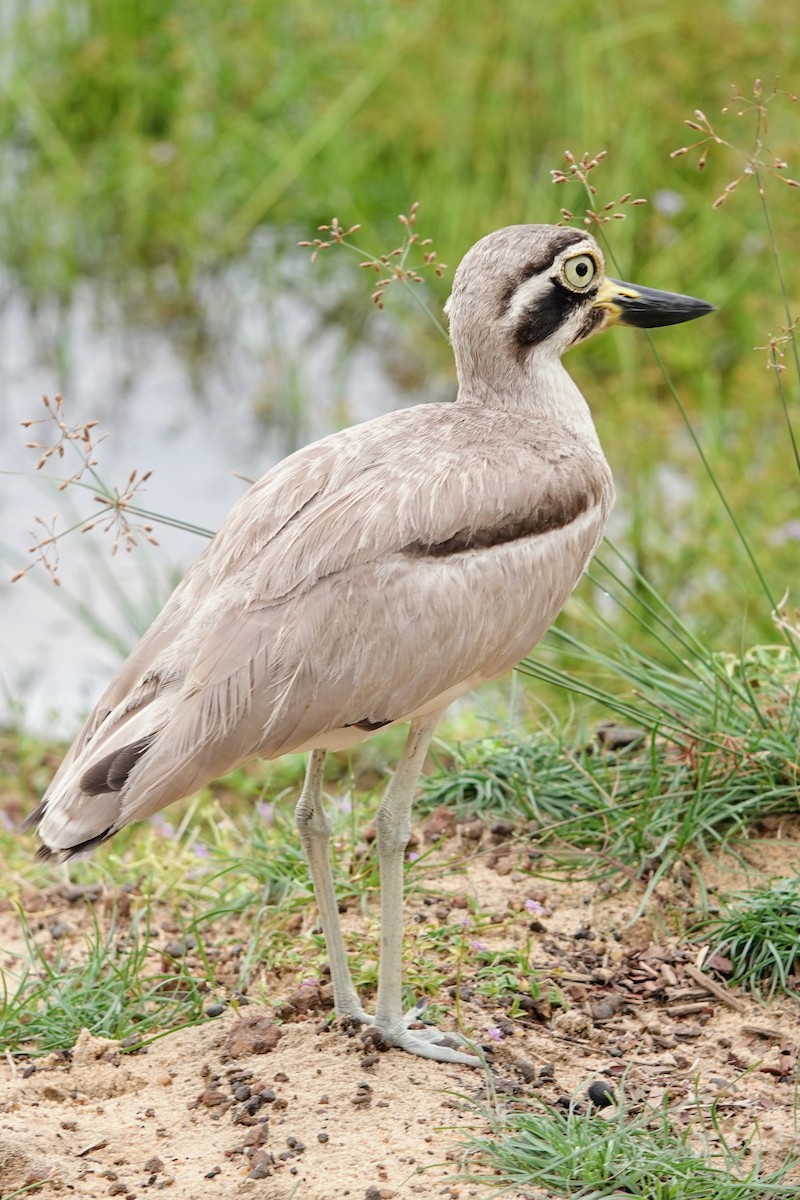 Great Thick-knee - Brecht Caers