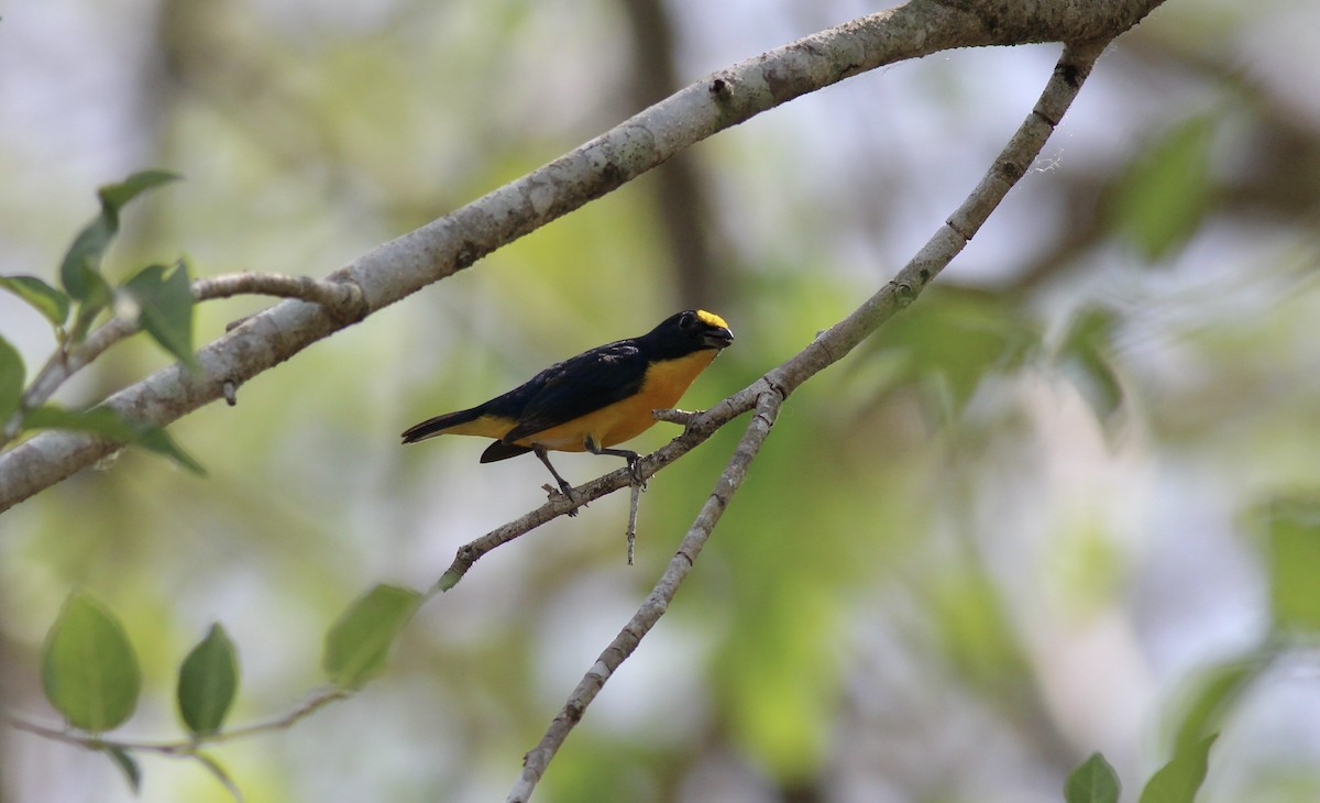 Yellow-throated Euphonia - Jamie Adams