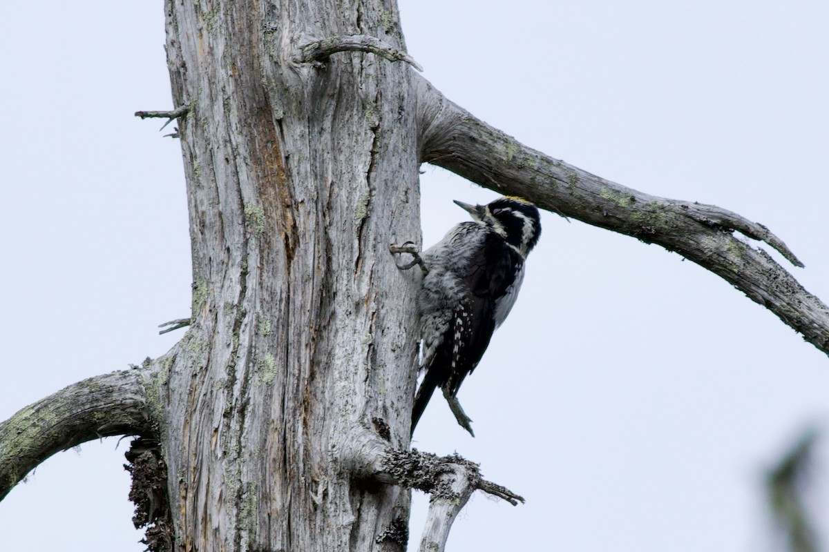 Eurasian Three-toed Woodpecker - Clement Charenton