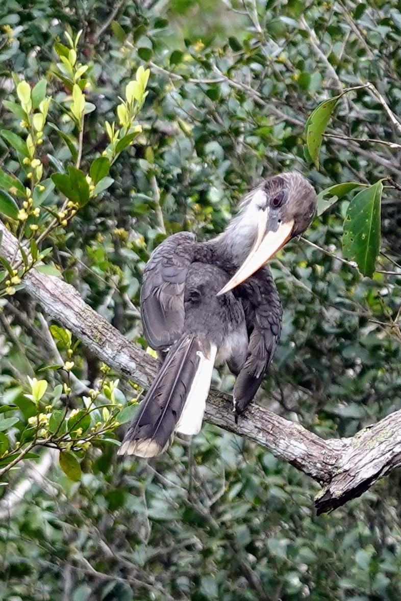 Sri Lanka Gray Hornbill - Brecht Caers