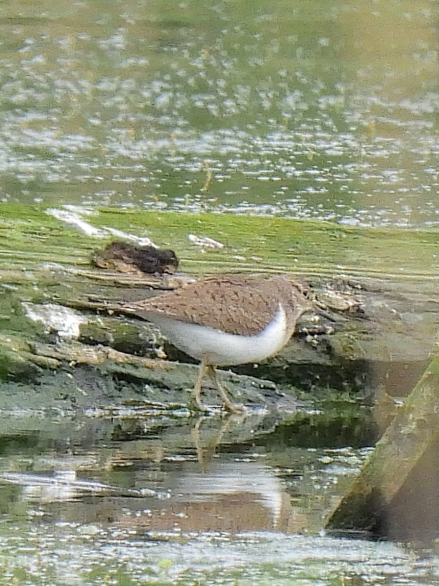 Common Sandpiper - Paul  Hickling