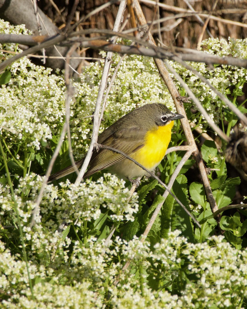 Yellow-breasted Chat - ML619435307