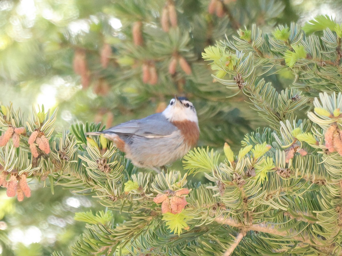 Krüper's Nuthatch - Andrew Pryce