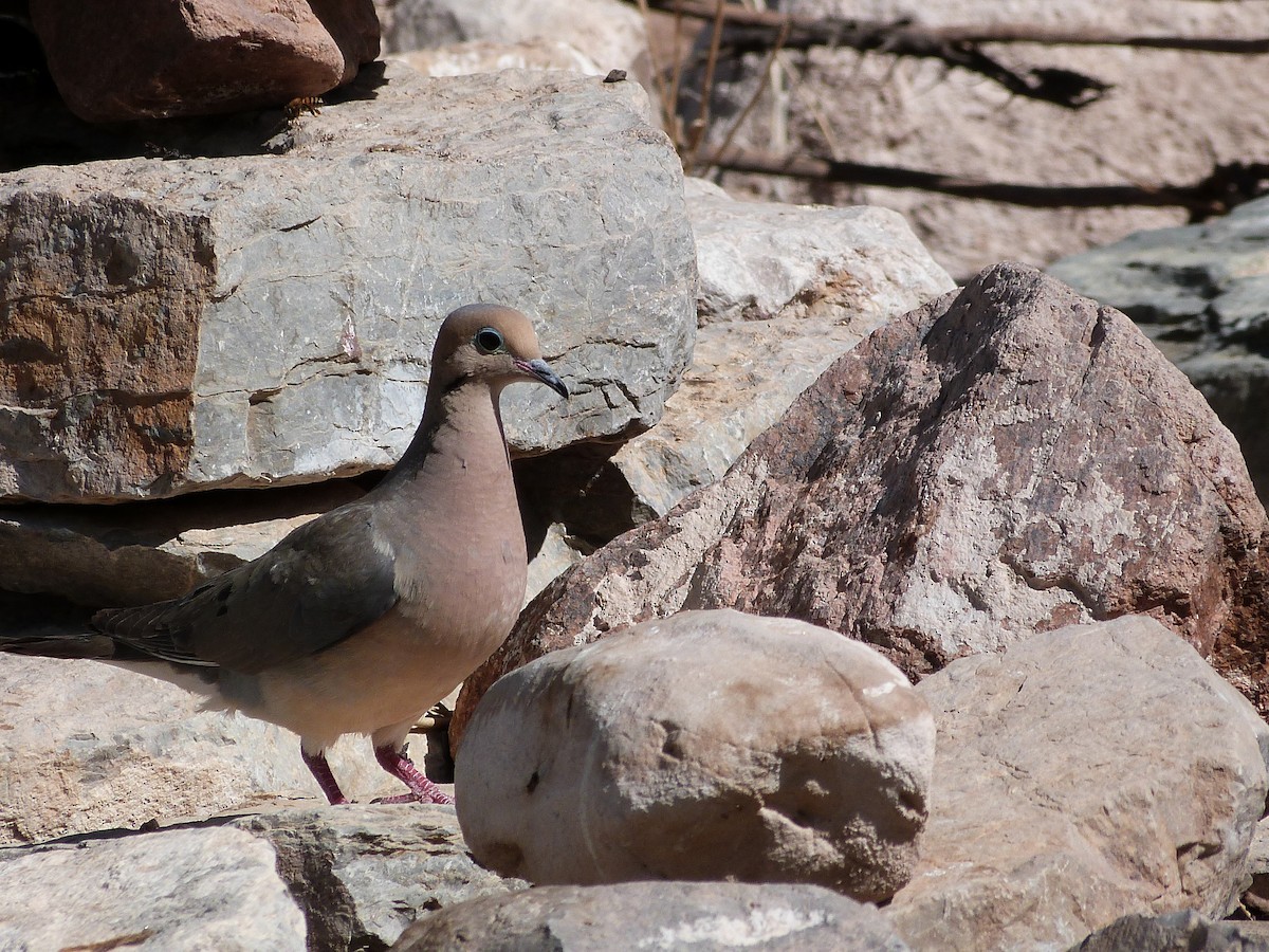 Mourning Dove - ML619435317