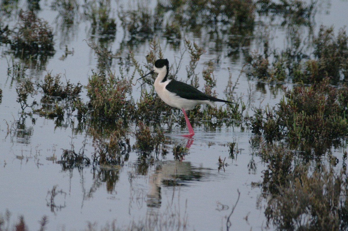 Black-winged Stilt - Max Chiari