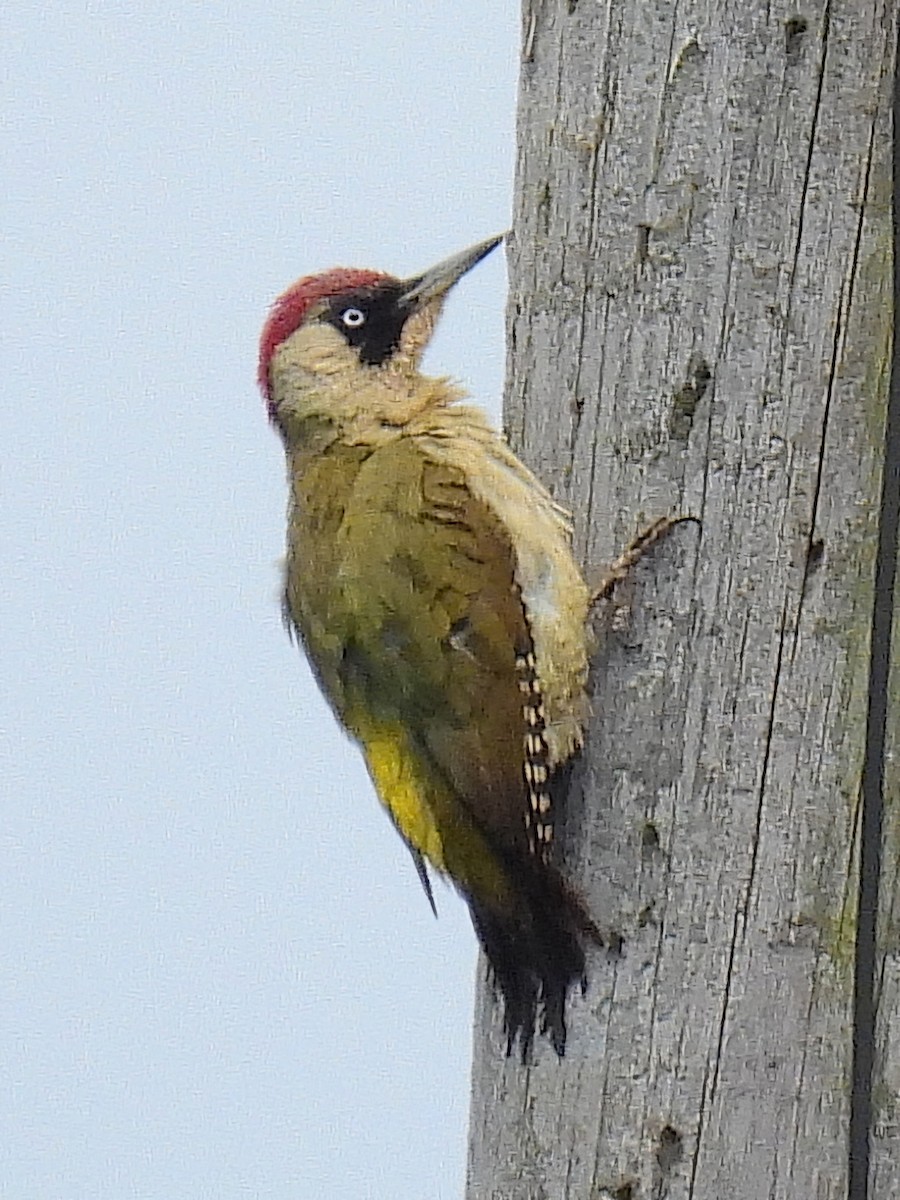 Eurasian Green Woodpecker - Paul  Hickling