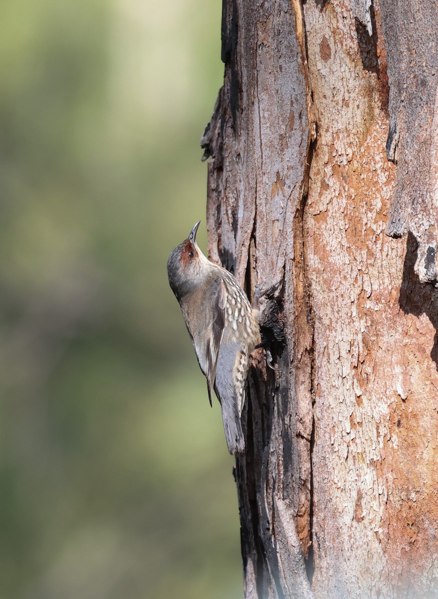 Red-browed Treecreeper - Luke sbeghen