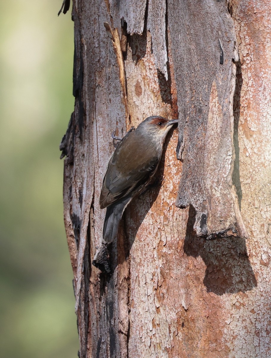 Red-browed Treecreeper - Luke sbeghen