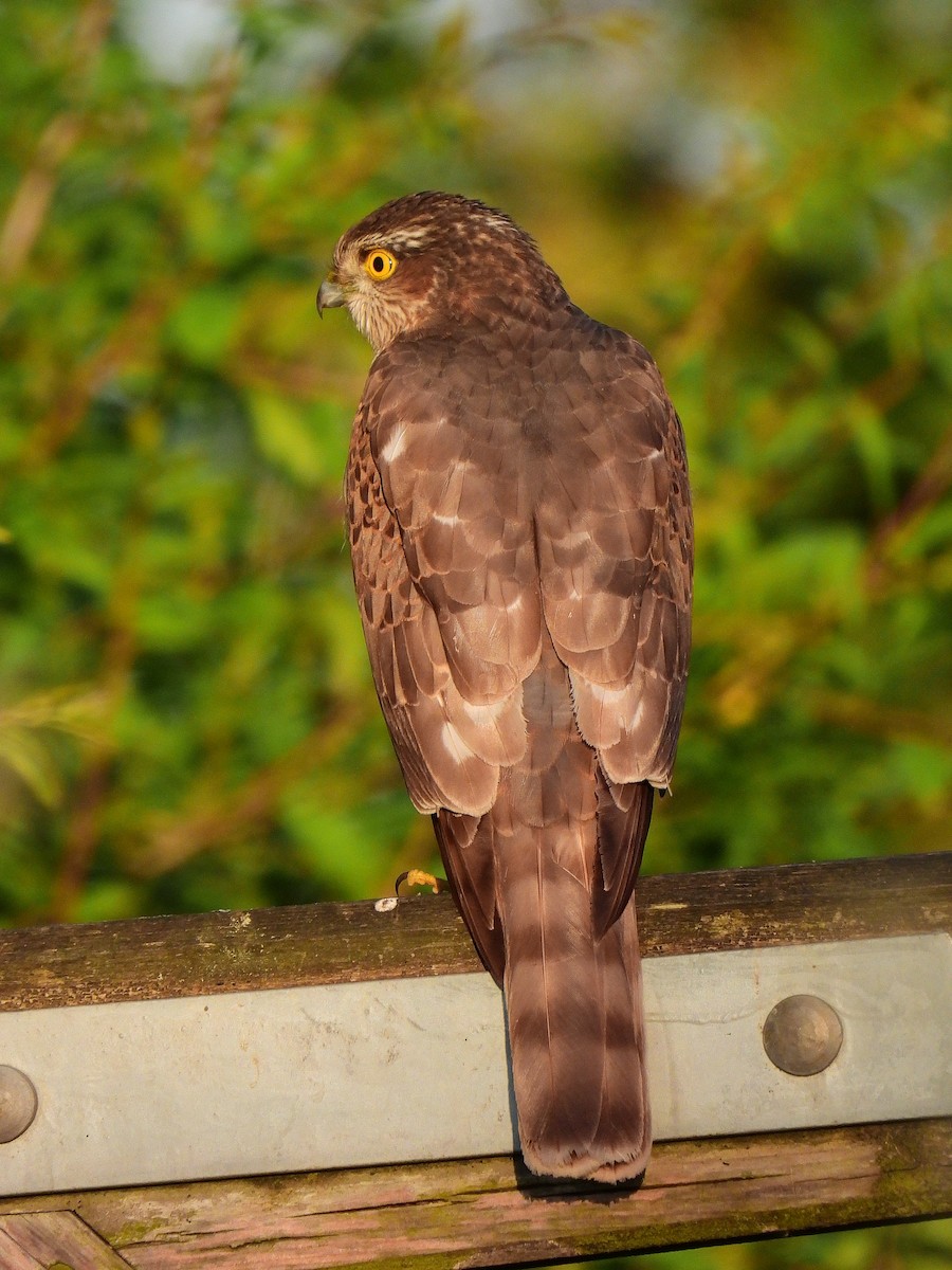 Eurasian Sparrowhawk - Paul  Hickling