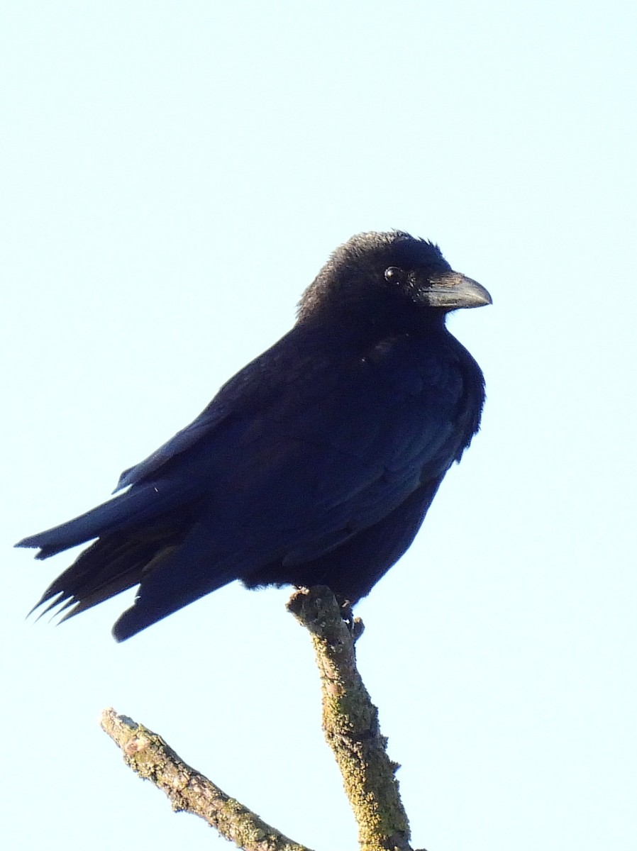 Carrion Crow - Paul  Hickling