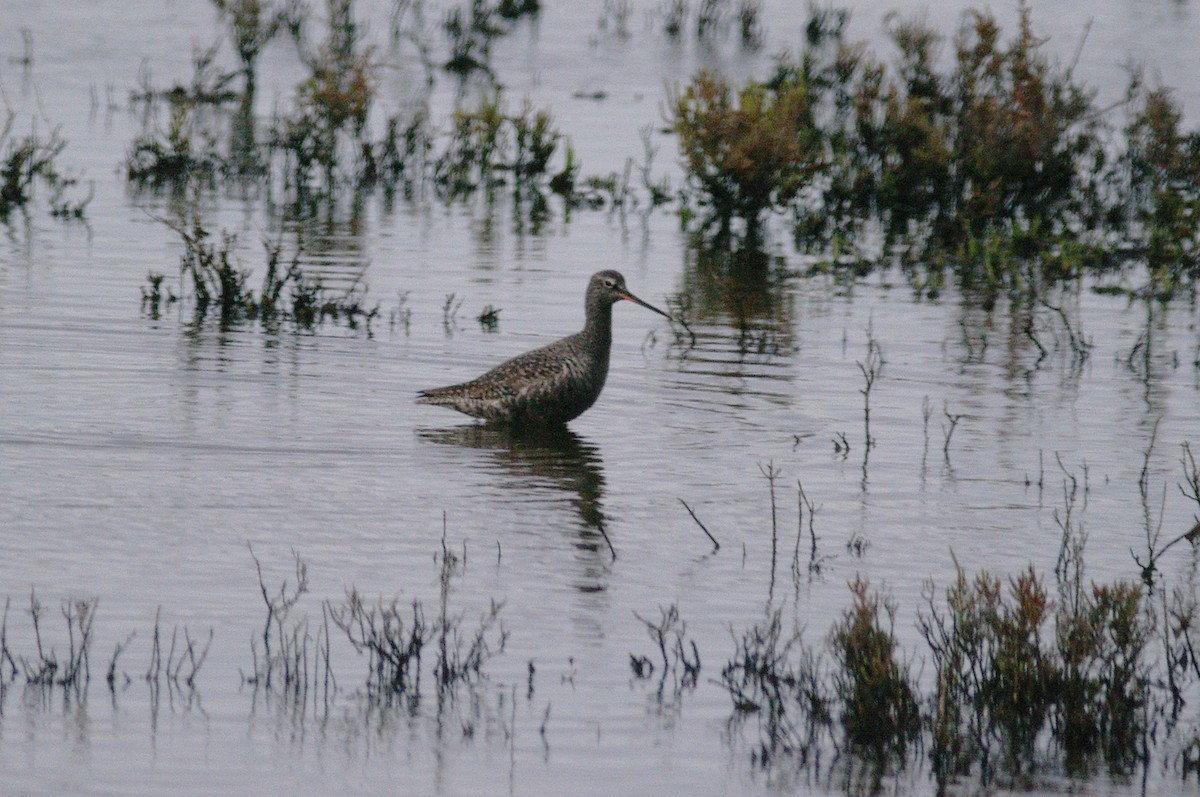 Spotted Redshank - Max Chiari