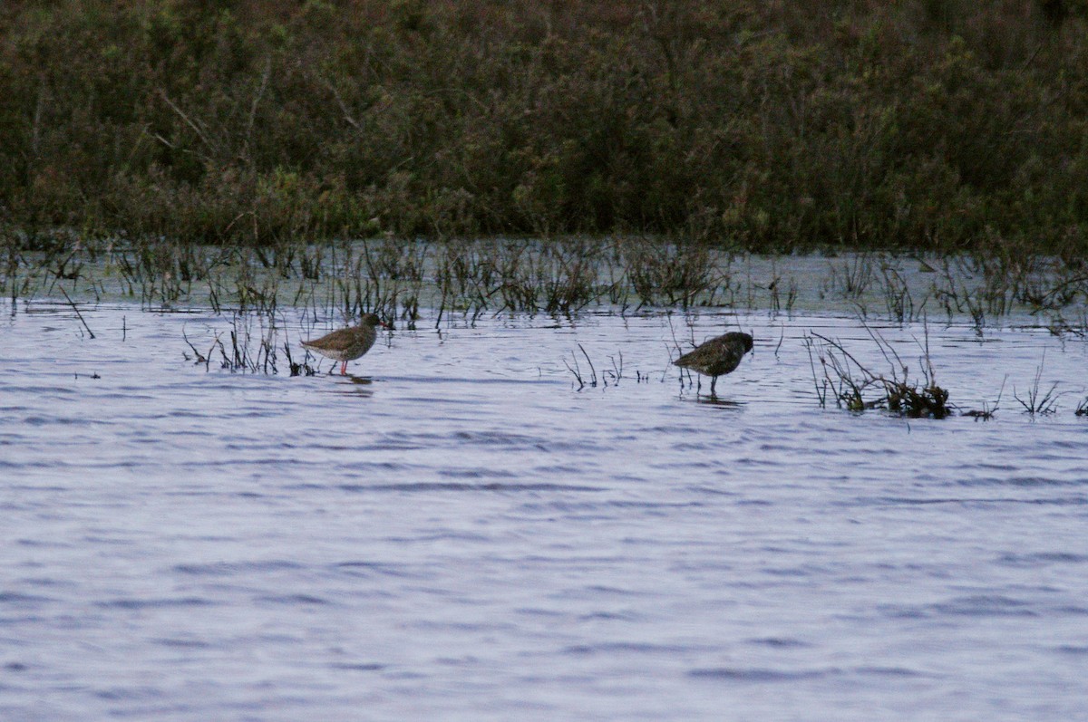 Spotted Redshank - Max Chiari