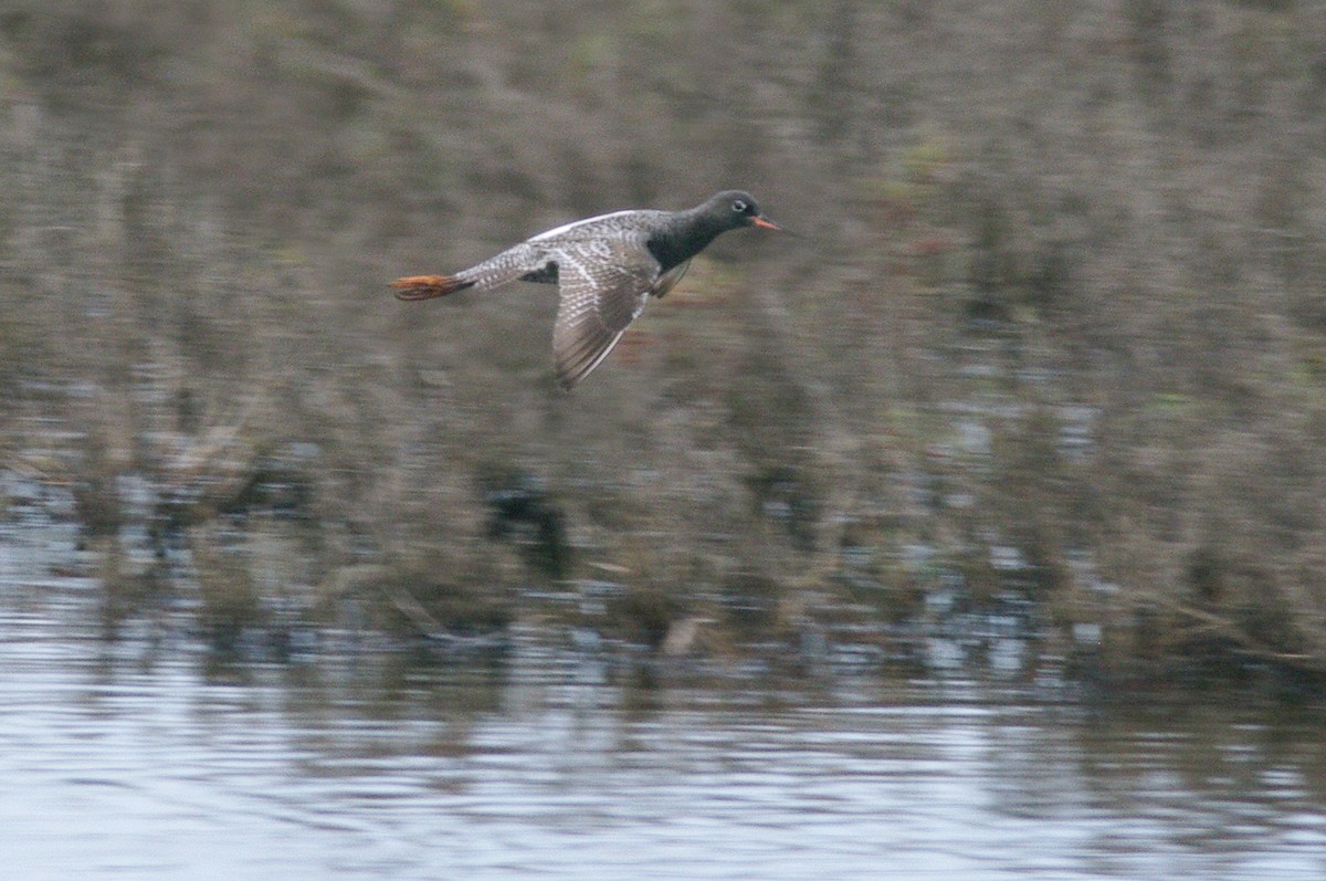 Spotted Redshank - Max Chiari