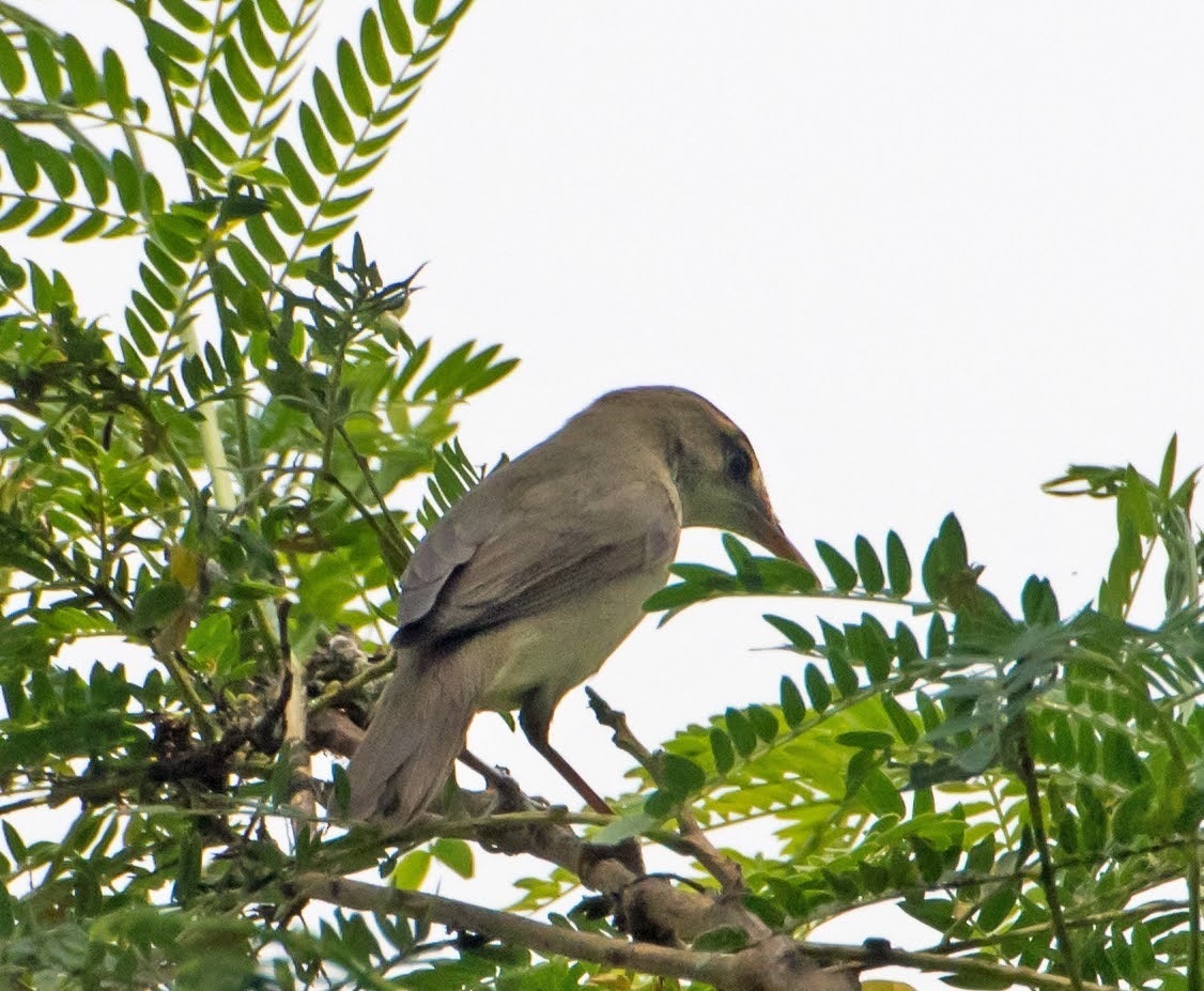 Blyth's Reed Warbler - chandana roy