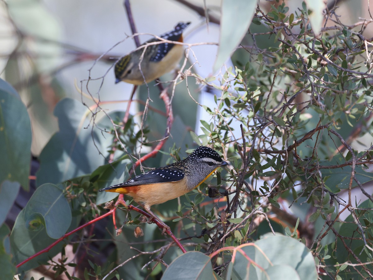 Fleckenpanthervogel - ML619435350