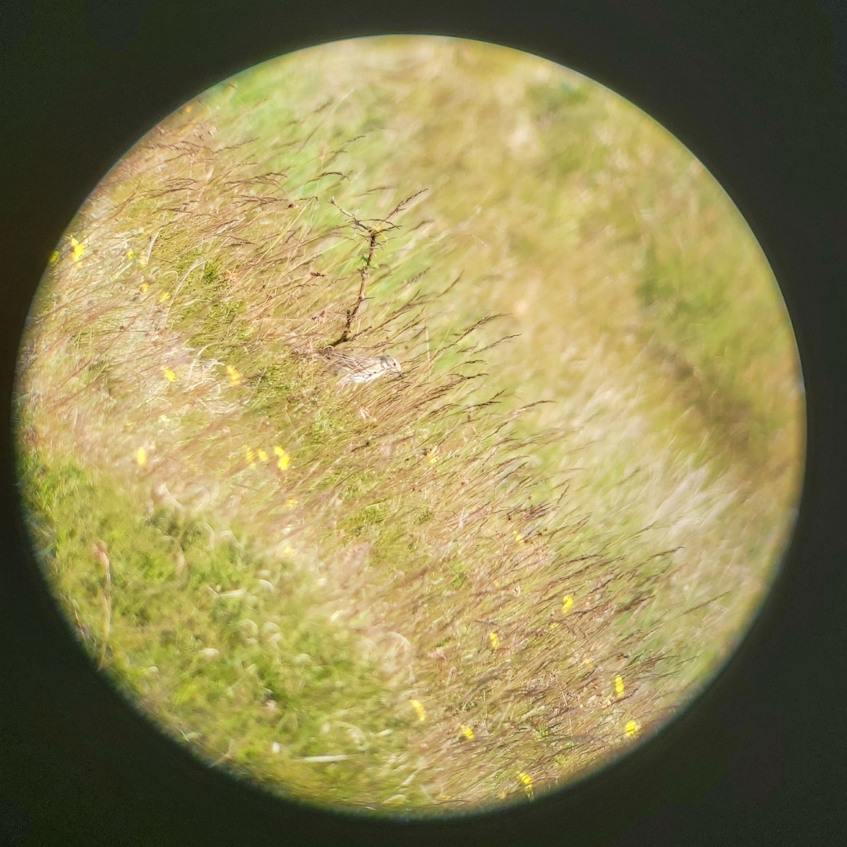 Нугын шийхнүүхэй - ML619435352