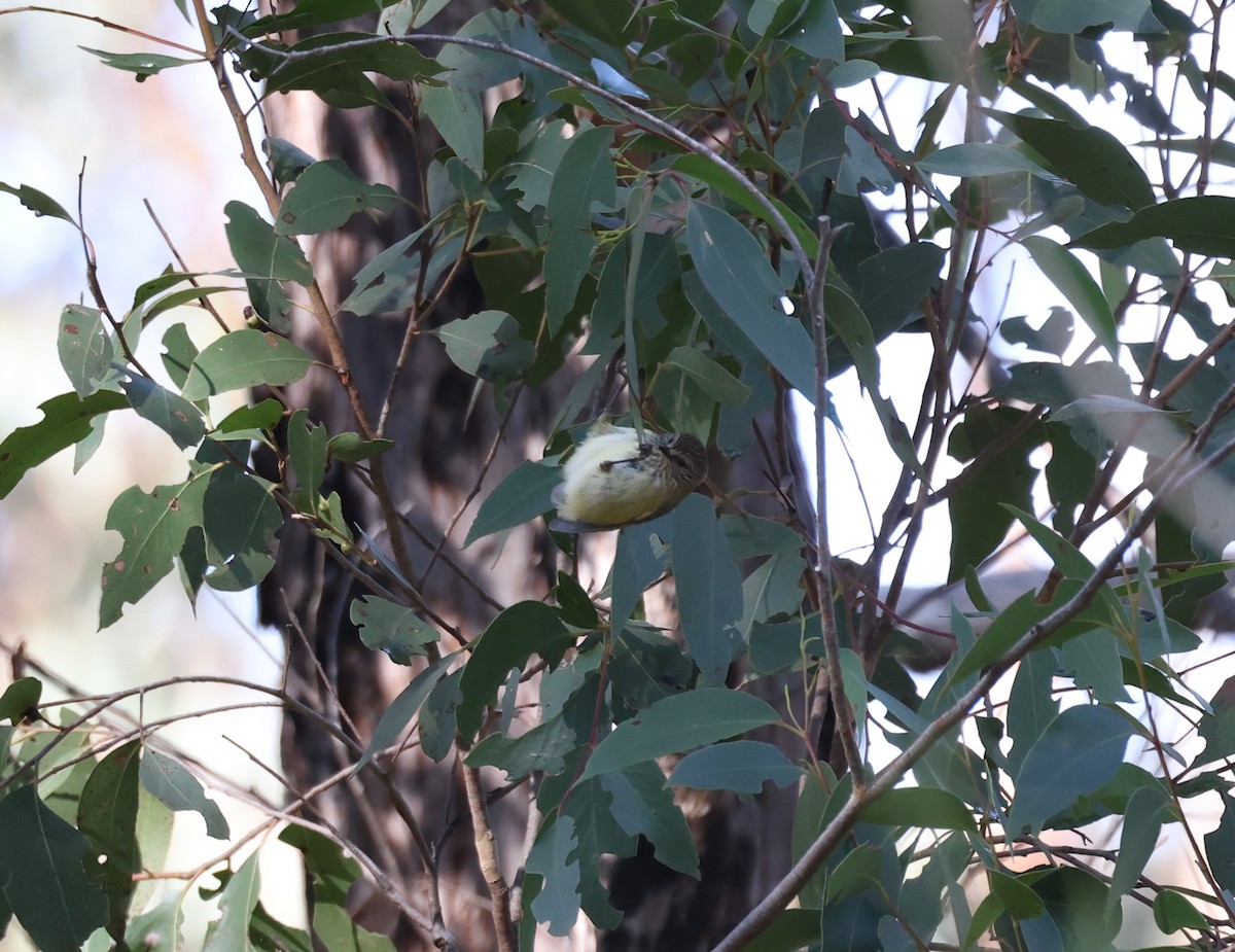 Striated Thornbill - ML619435353