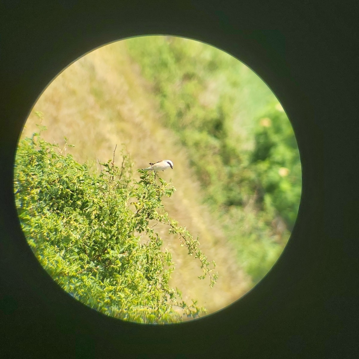 Улбар нуруут дунхай - ML619435360