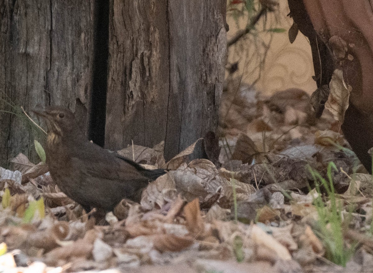 Eurasian Blackbird - Hitomi Ward