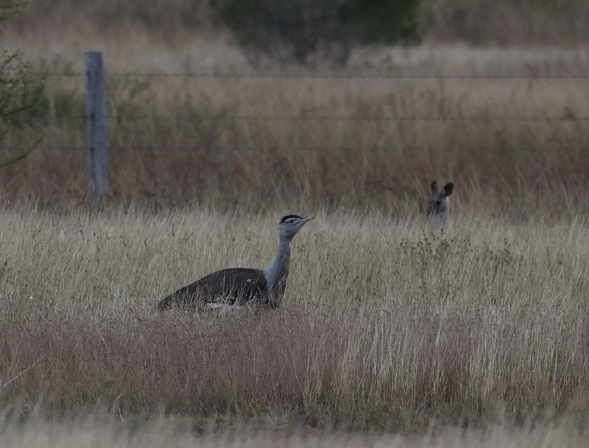 Australian Bustard - Cathy Pert