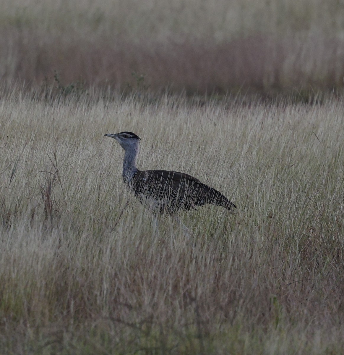 Australian Bustard - Cathy Pert