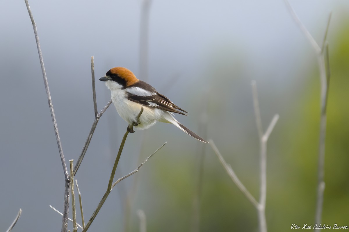 Woodchat Shrike (Western) - Vítor Xosé Cabaleiro Barroso