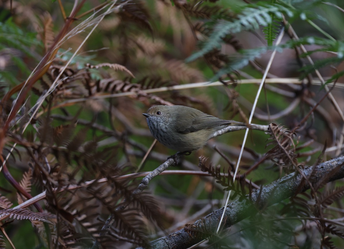 Brown Thornbill - ML619435379