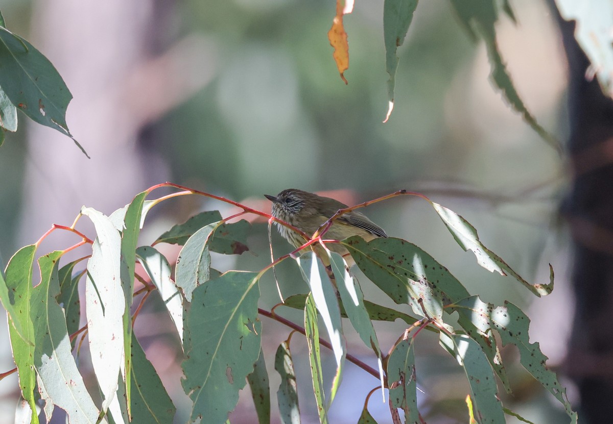 Striated Thornbill - ML619435382