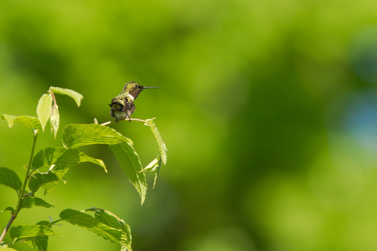 Ruby-throated Hummingbird - Luc Deschenes