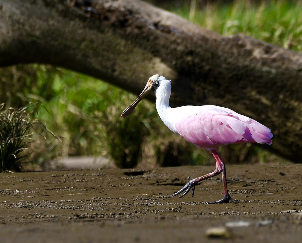 Roseate Spoonbill - mark perry