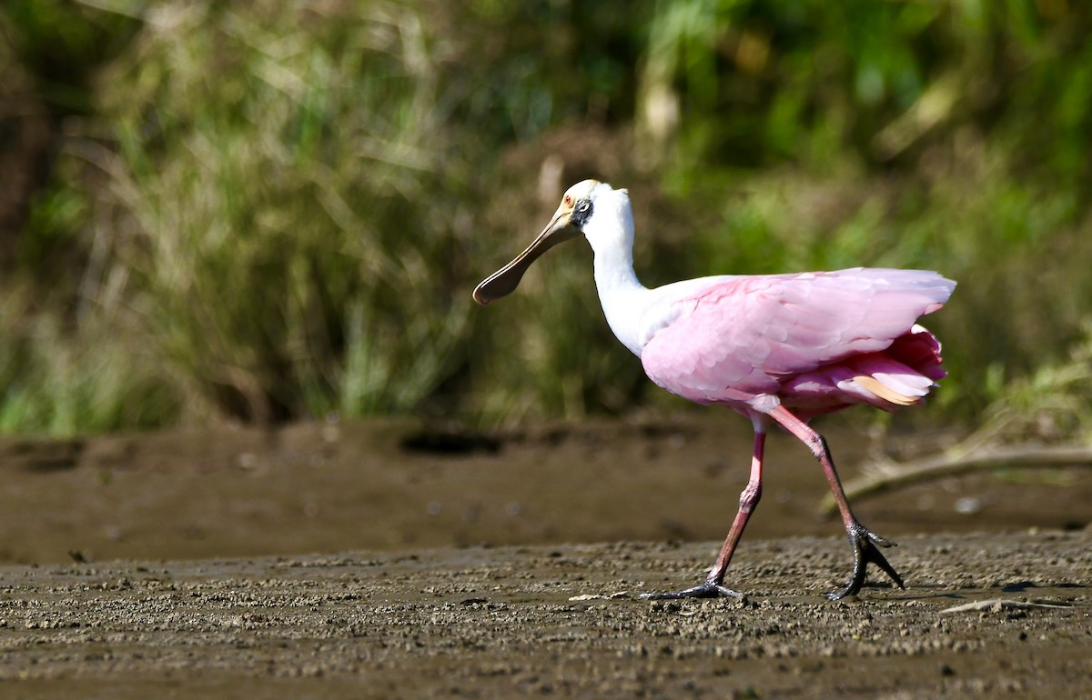 Roseate Spoonbill - mark perry