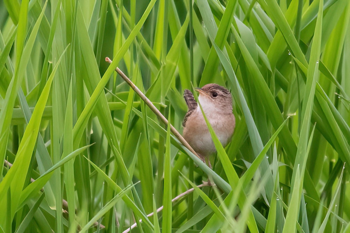 Sedge Wren - ML619435418