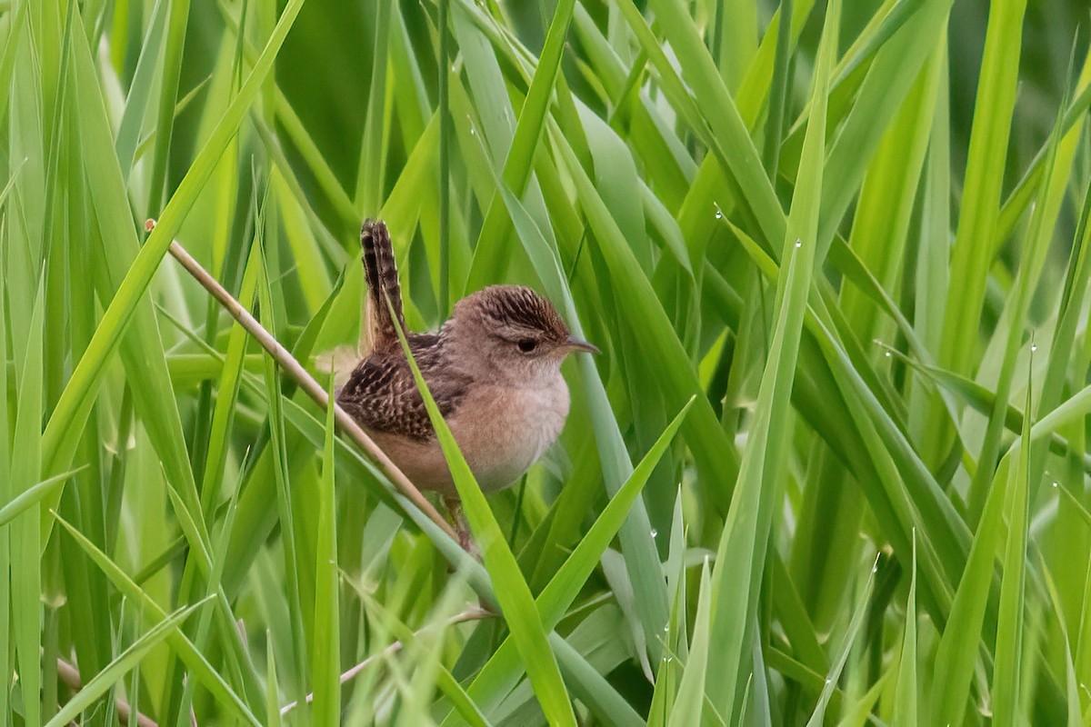 Sedge Wren - ML619435419