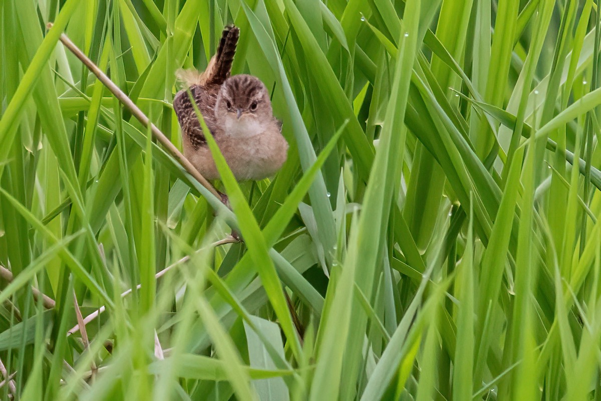 Sedge Wren - ML619435420